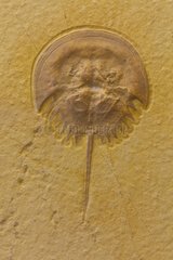 Mesolimulus fossil Jurassic Sup Spain