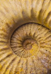 Ammonite fossil Jurassic Museum of Asturias Spain