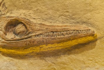 Ictiosaurus fossil Jurassic Museum of Asturias Spain