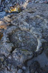 Largest ichnites of sauropod dinosaurs La Griega Beach Spain