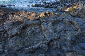 Largest ichnites of sauropod dinosaurs La Griega Beach Spain