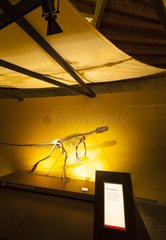 Jurassic Museum of Asturias Colunga Council Asturias Spain