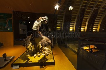 Oviraptor dinosaur Jurassic Museum of Asturias Spain