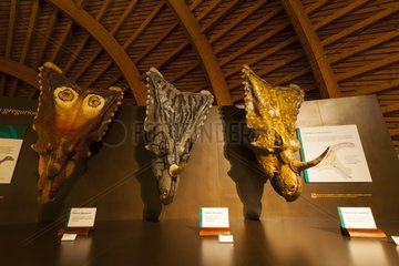 Jurassic Museum of Asturias Colunga Council Spain