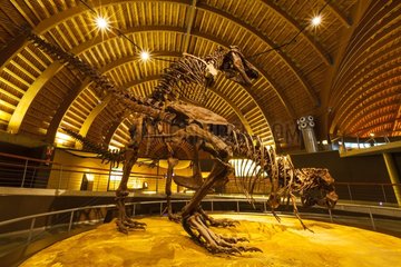Jurassic Museum of Asturias Colunga Council Spain