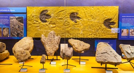 Ichnites Jurassic Museum of Asturias Colunga Council Spain