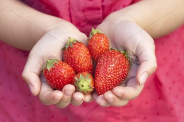 Girl carryring Strawberries 'Ciflorette' in hands