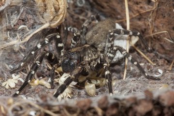 Deserta Grande Wolf Spider and cocoon Deserta island Madeira