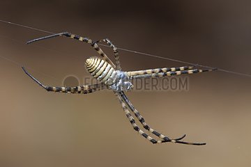 Banded Garden Spider on web Madeira