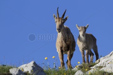 Ibex and young Valais Switzerland