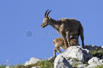 Ibex feeding her young Valais Switzerland