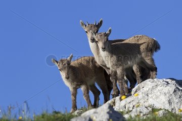 Young Alpine Ibex on rock Valais Switzerland