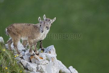 Young Alpine Ibex on grass Valais Switzerland