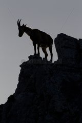 Female Alpine ibex on rock Valais Switzerland