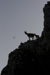 Young Alpine ibex on rock and Valais Switzerland
