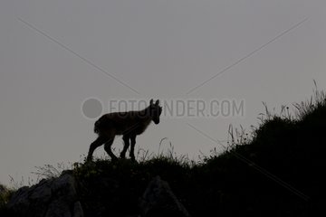Young Alpine ibex on rock Valais Switzerland