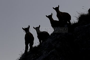 Silhouette of young ibex in the Alps Valais Switzerland
