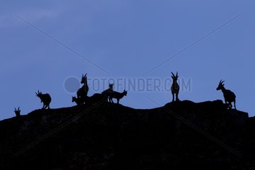 Silhouette of Ibex and youngs Alps Italy