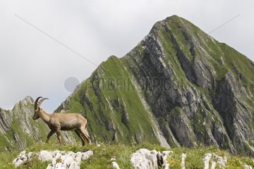 Male ibex Switzerland