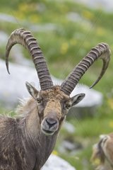 Portrait of Male Ibex Switzerland