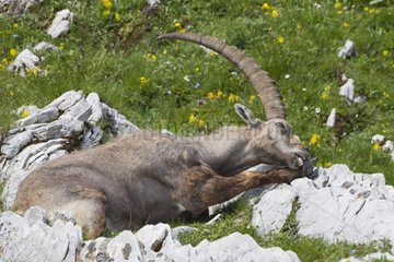 Male Ibex at rest Switzerland