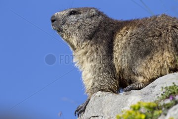 Alpine Marmot on rock Swiss Alps