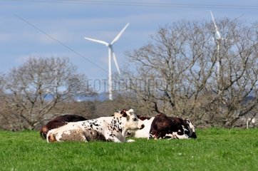 Norman cows lying in the meadow and wind France