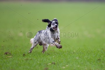 English Setter running in a field during a hunt France