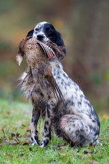English Setter with Pheasant in the mouth France