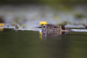 Coypu swimming in a pond in summer Sologne France