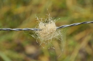 Cow hair on a barbed wire France