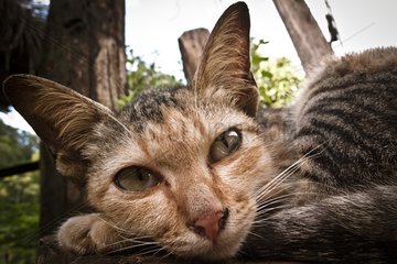 Portrait of cat lying Thailand