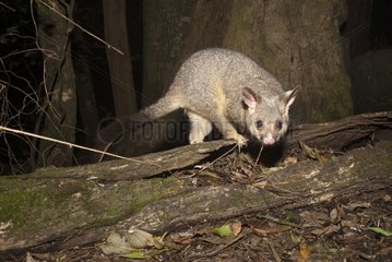 Common Brushtail Possum undergrowth Lamington NP Australia