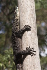 Lace Monitor on trunk Mount Tambourine Queensland Australia