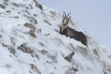 Pyrenean chamois male on a rocky Pyrenees France
