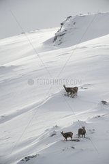 Pyrenean Chamois in the first snow of winter Pyrenees France