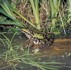 Marsh frog in water