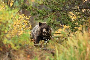 Grizzly female in bushes Canada