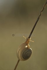 Snail climbing on a stem Lorraine France