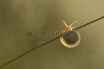 Snail climbing on a stem Lorraine France