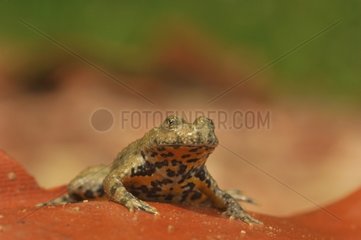 Yellow-bellied toad on a wet tile Lorraine France