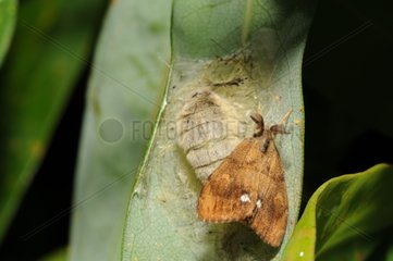 Asian Gypsy Moth mating PNR Northern Vosges France