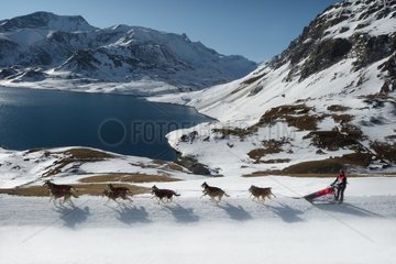 Racing sled dogs Lac du Mont Cenis France Alps