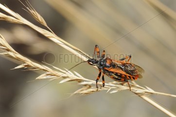 Red Assassin Bug on grass ear PNR Northern Vosges France