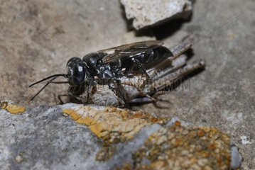 Wasp reporting a cricket Midi-Pyrenees France