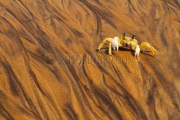Ghost crab on a sandy beach in French Guiana