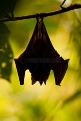 Phyllostome bat suspended near the forest French Guiana