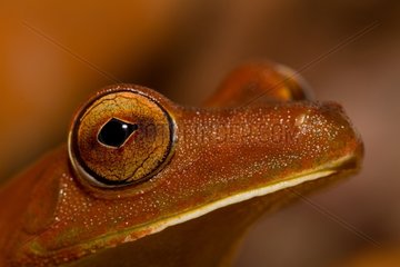 Portrait Gladiator tree frog bordering forest French Guiana