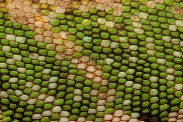 Close-up of Many-colored bush Anole French Guiana