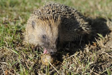 European hedgehog eating a snail France